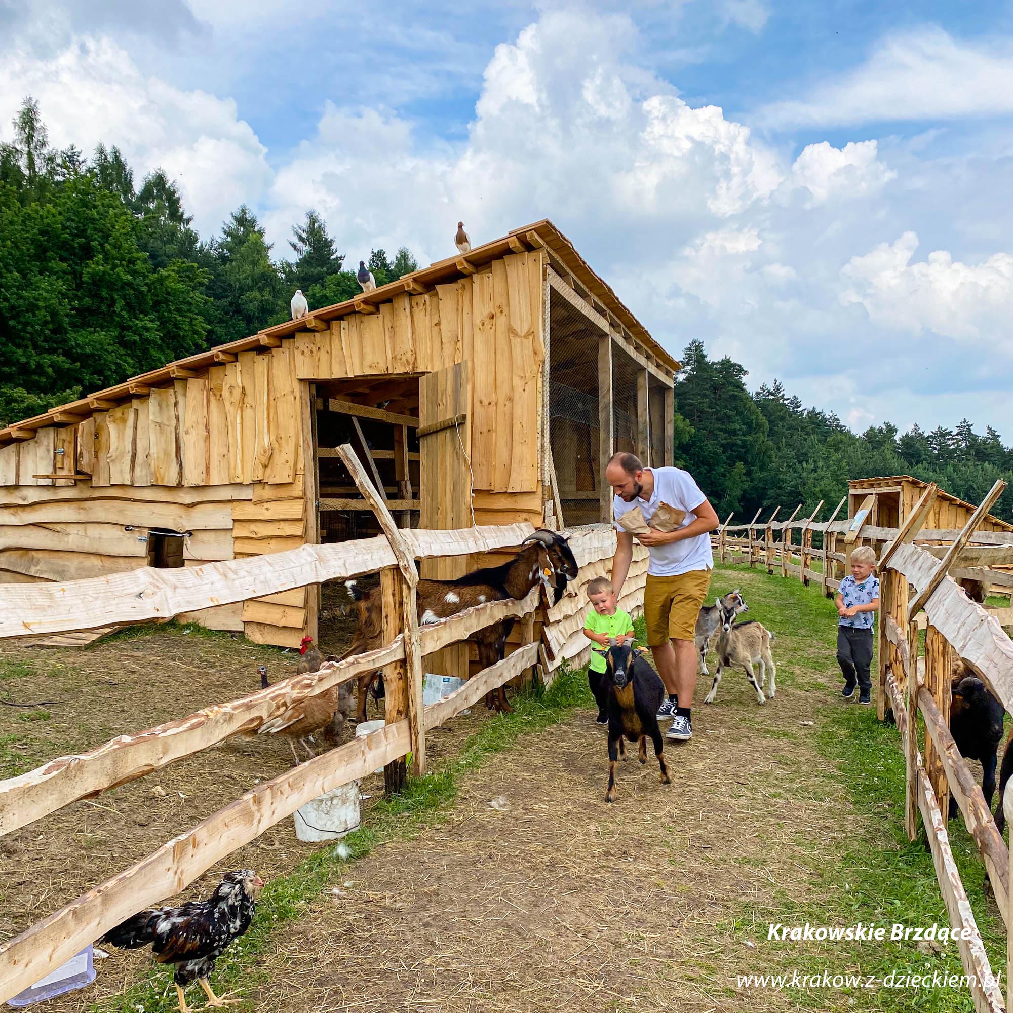 Zamkowa zagroda w Rudnie mini zoo Kraków z dzieckiem.pl
