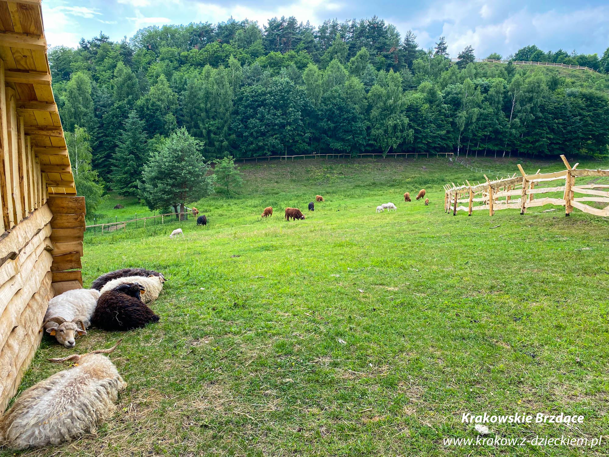 Zamkowa zagroda w Rudnie mini zoo Kraków z dzieckiem.pl